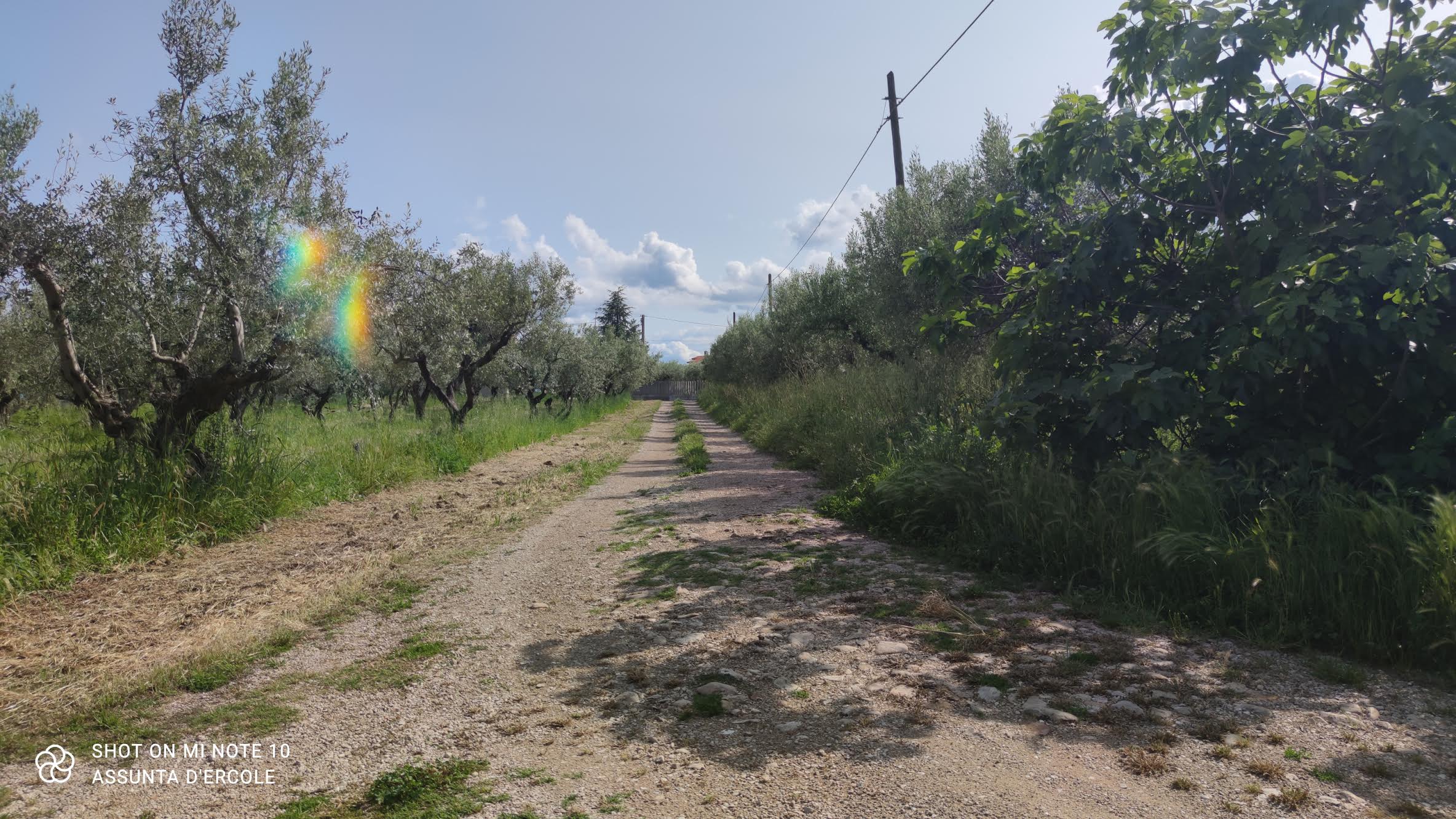 rif  761 Scerni (CH) – Fabbricato ed uliveto – €50000